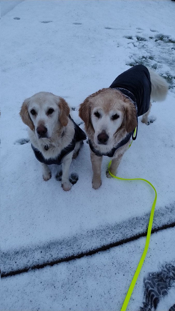 kitteridge_lisa's tweet photo. Soggy snow!
Luca enjoyed sniffing his own footprints ๐ฅด๐คช & making snow dog angels. Crazy boy!
Cooper was not impressed with him wasting time rolling on our neighbours' lawn. Too much investigating to be done! ๐๐ผ๐
#chalkandcheese
Then
#synchronisedsniffing https://t.co/BfkynTaB0o