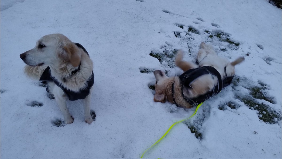 kitteridge_lisa's tweet photo. Soggy snow!
Luca enjoyed sniffing his own footprints ๐ฅด๐คช & making snow dog angels. Crazy boy!
Cooper was not impressed with him wasting time rolling on our neighbours' lawn. Too much investigating to be done! ๐๐ผ๐
#chalkandcheese
Then
#synchronisedsniffing https://t.co/BfkynTaB0o