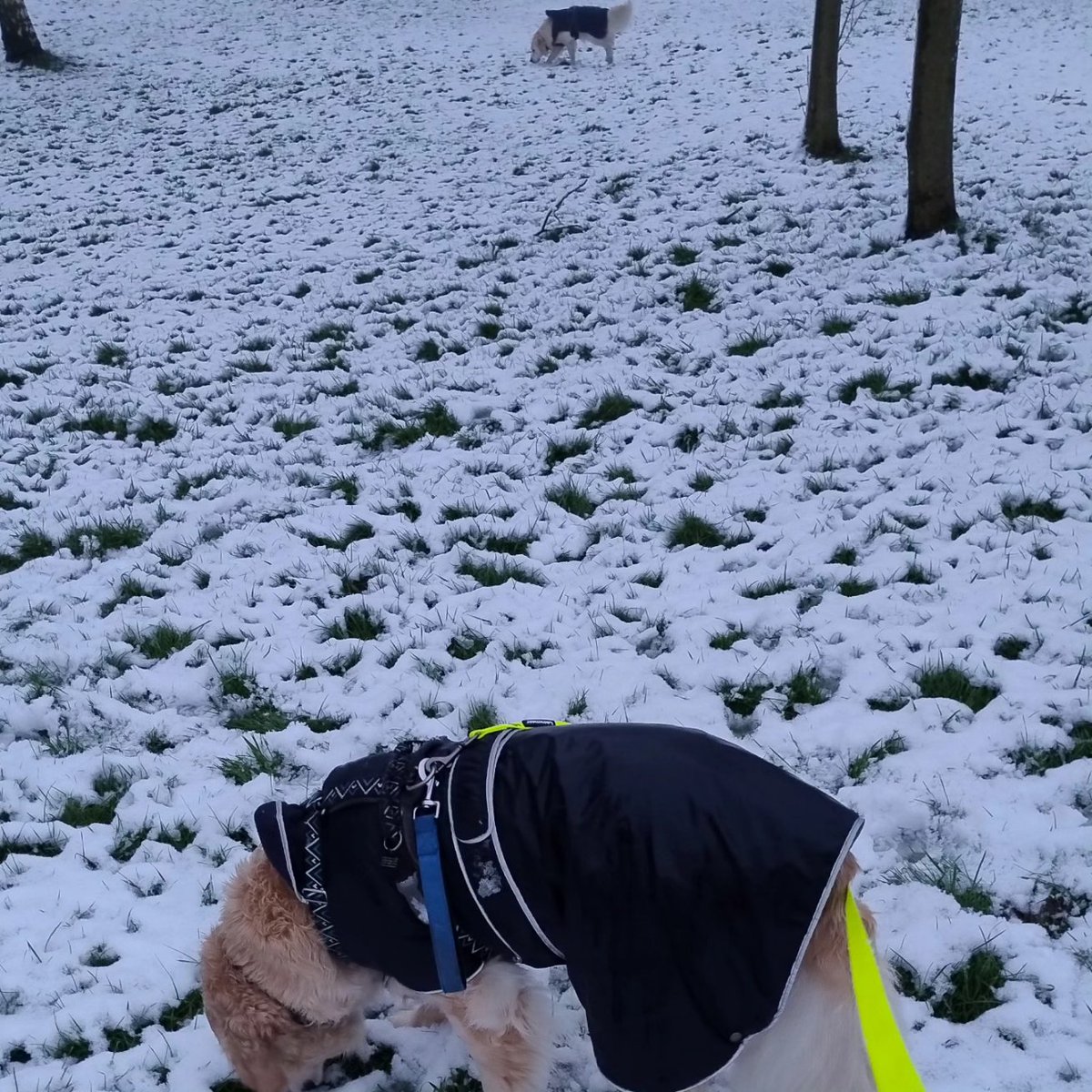kitteridge_lisa's tweet photo. Soggy snow!
Luca enjoyed sniffing his own footprints ๐ฅด๐คช & making snow dog angels. Crazy boy!
Cooper was not impressed with him wasting time rolling on our neighbours' lawn. Too much investigating to be done! ๐๐ผ๐
#chalkandcheese
Then
#synchronisedsniffing https://t.co/BfkynTaB0o