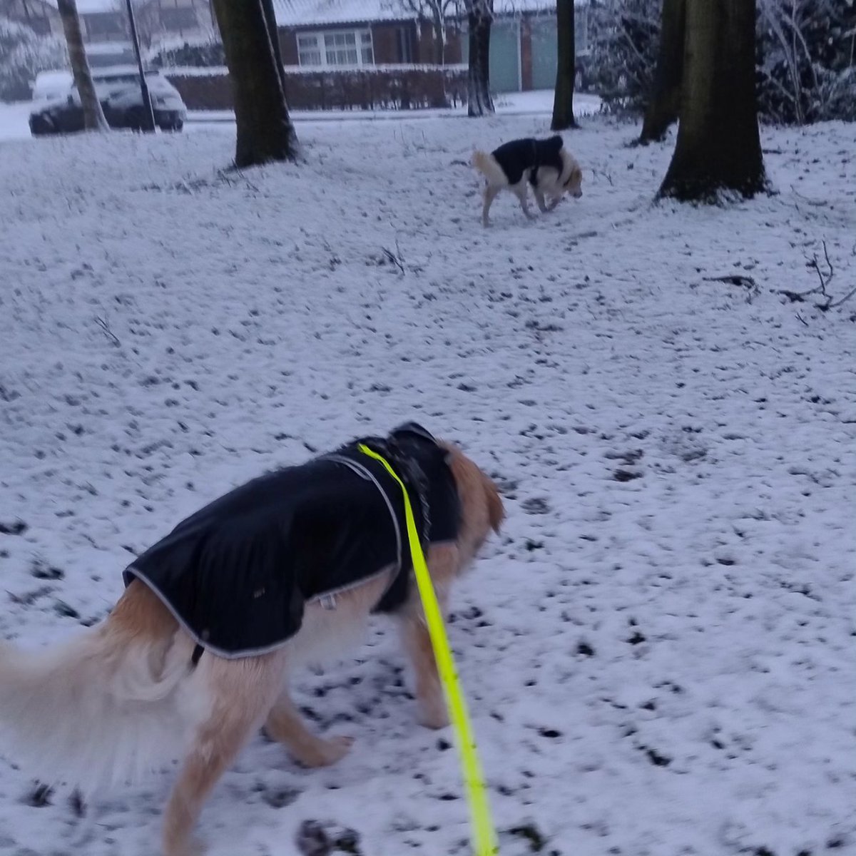 kitteridge_lisa's tweet photo. Soggy snow!
Luca enjoyed sniffing his own footprints ๐ฅด๐คช & making snow dog angels. Crazy boy!
Cooper was not impressed with him wasting time rolling on our neighbours' lawn. Too much investigating to be done! ๐๐ผ๐
#chalkandcheese
Then
#synchronisedsniffing https://t.co/BfkynTaB0o