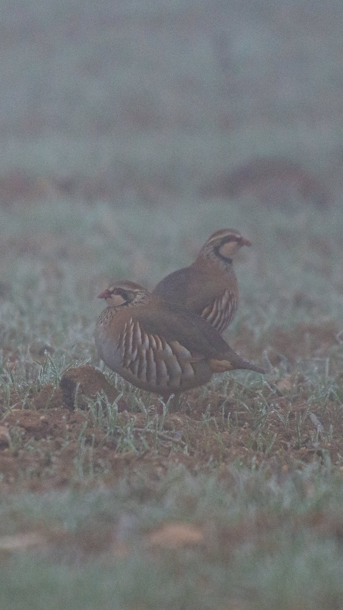 A veces la niebla espesa juega a nuestro favor… Parece que ya va despejándose la intensa nubosidad que nos ha acompañado durante todas las Navidades en Burgos.

🐓 Perdiz roja, /Alectoris rufa/
🚨 <a href="/IUCNRedList/">IUCN Red List</a>: Casi amenazada 🟢🟡
🗺️ Peones, Burgos
🗓️ Diciembre de 2024