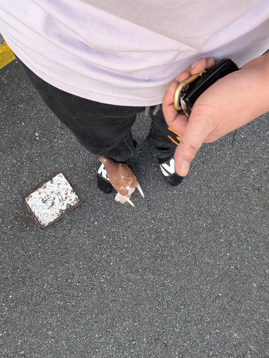 channybabanny's tweet photo. Chased away a bird bully and the pigeon thanked me https://t.co/x0k77O85dN