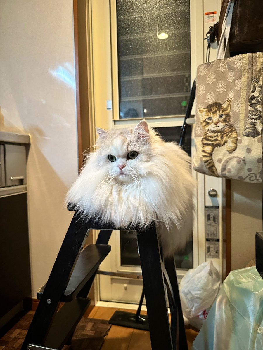 NEKOLAND13's tweet image. 妻が『料理の邪魔だからモップ片して』と言うので見に行ったら納得。