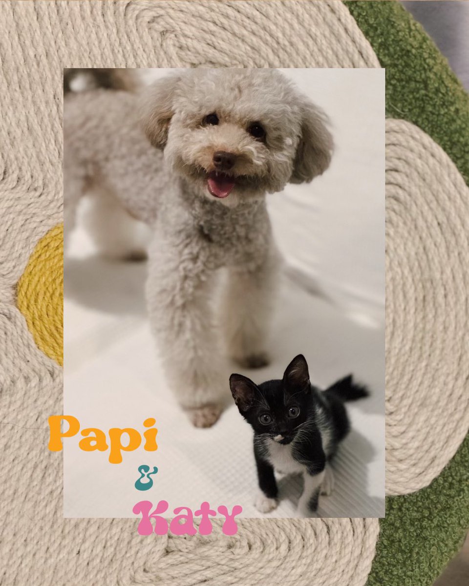 johnbiscaro's tweet photo. Meet our adorable trio: Papi and Kobe, our sweet toy poodles, and Katy, our playful rescue kitten. Their love for her was instant! 🐩🐩❤️🐱 #DogLibreContest #HODLDOGL https://t.co/B6FsE06ClT