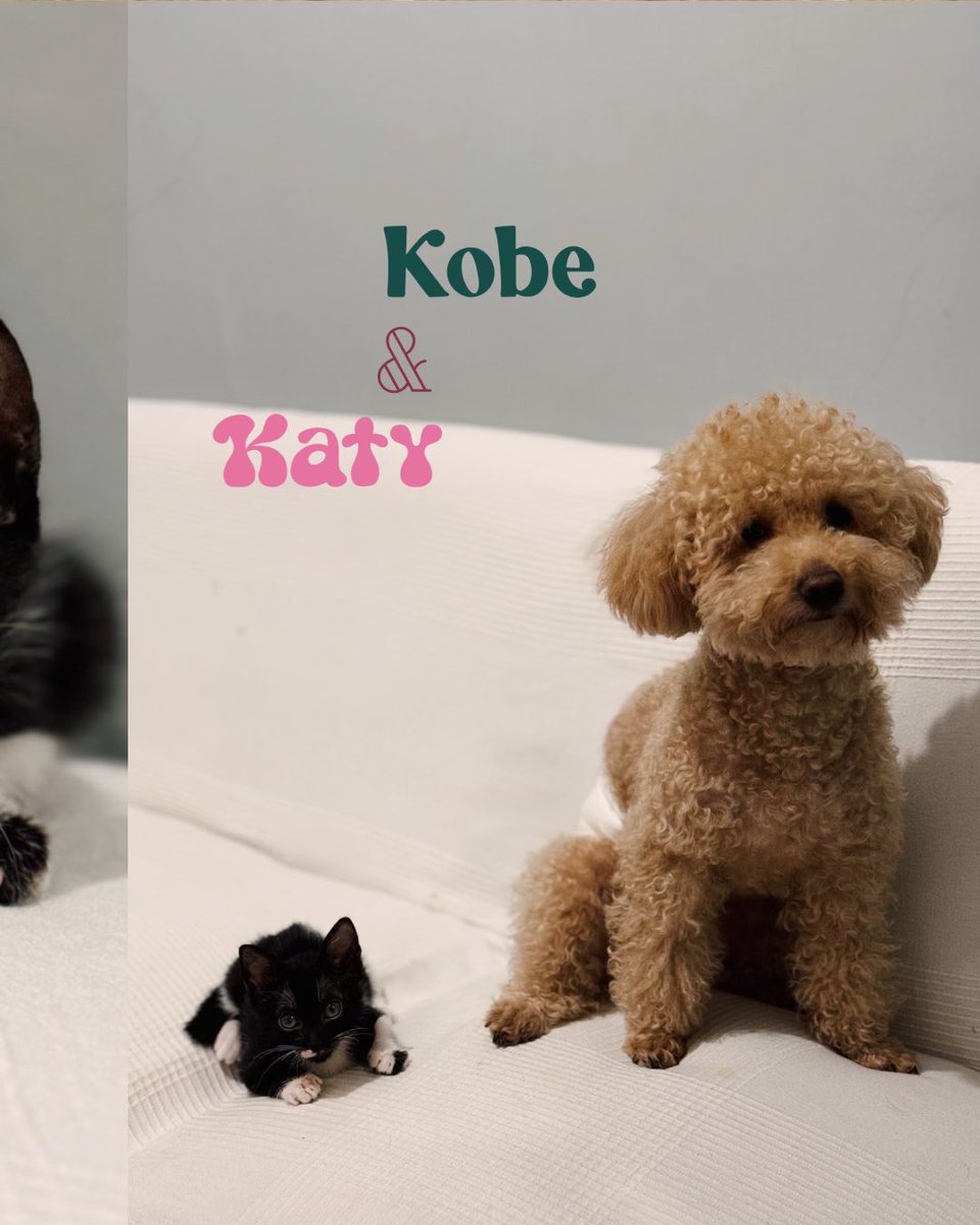johnbiscaro's tweet photo. Meet our adorable trio: Papi and Kobe, our sweet toy poodles, and Katy, our playful rescue kitten. Their love for her was instant! 🐩🐩❤️🐱 #DogLibreContest #HODLDOGL https://t.co/B6FsE06ClT