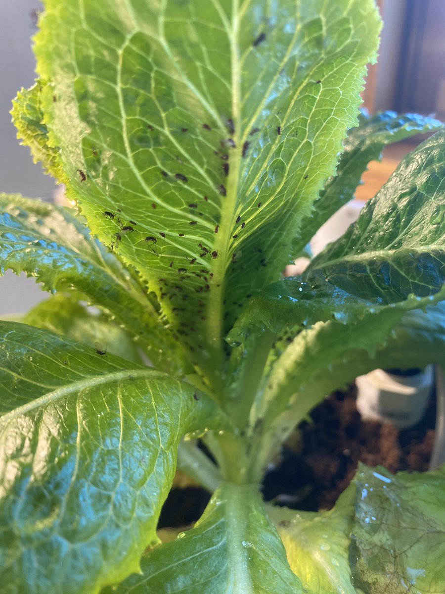 Our school #hydroponics are growing great…but we have an aphid issue. Any #organic suggestions to help? #STEMed #ScienceEd #gardening