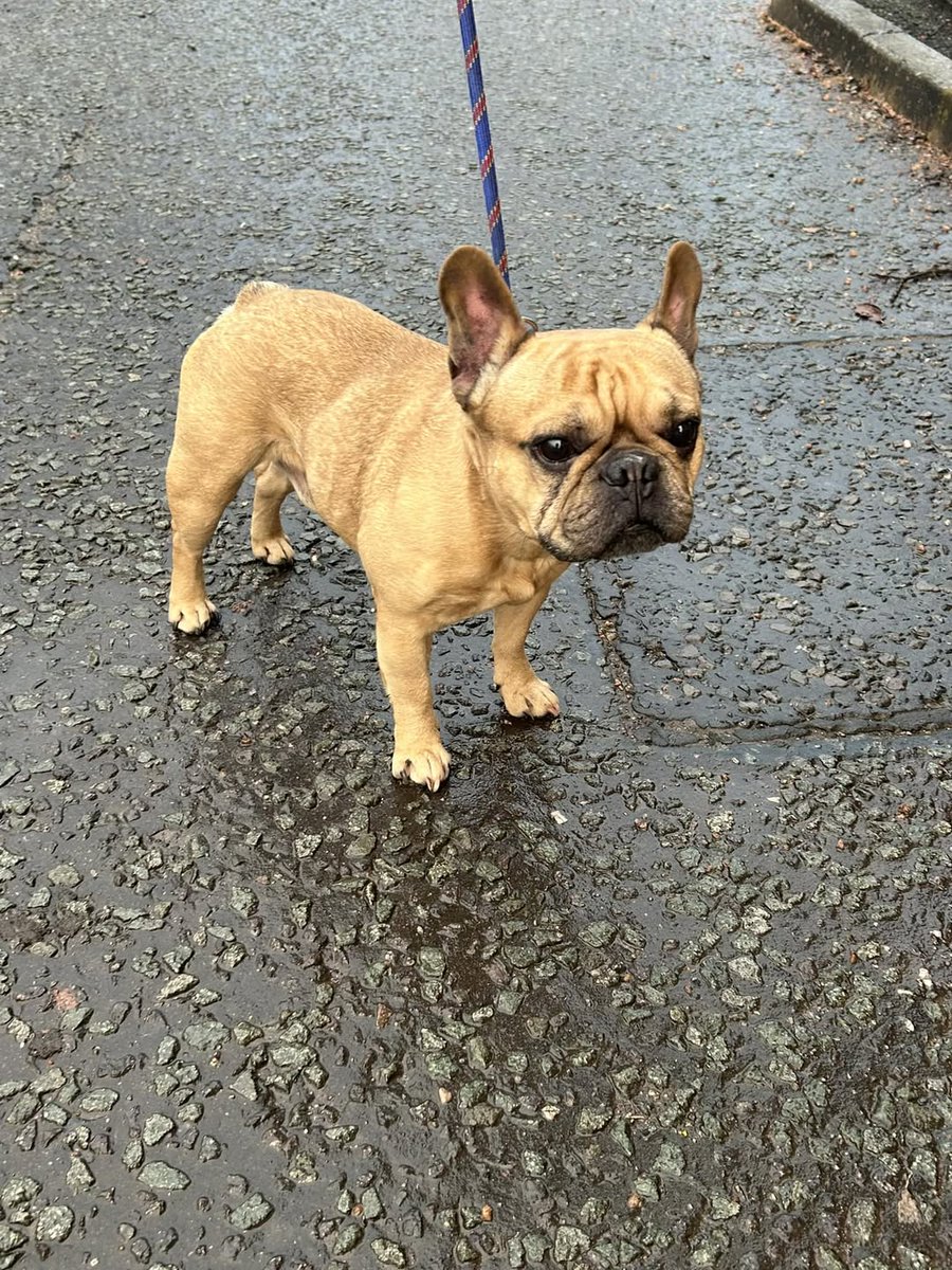 AdoptionsUk's tweet photo. Please retweet to help find the owner of this stray dog found #Swinton #Manchester #UK 
Now at Manchester Dogs Home
This dog was found on Little Moss Court,  Swinton #M27
The dog is chipped but details not up to date
Council ref for this dog
Do you know this dog? If so, please telephone our contact centre on 01617932500- Salford Council
Proof of ownership required.
Please like and share as every share helps🐶❤️
He/she could be missing or stolen from another area, please share widely.

#GreaterManchester  @SalfordCouncil @MissingPetsGB @millypod1 @DogLost_UK @DefraGovUK @PeterEgan6 @RosieDuffield1 #Frenchie #FrenchBulldog #dogs #dog #adoptdontshop #Rescuedogs #animals @Nightowl400 @LisaClareRead2