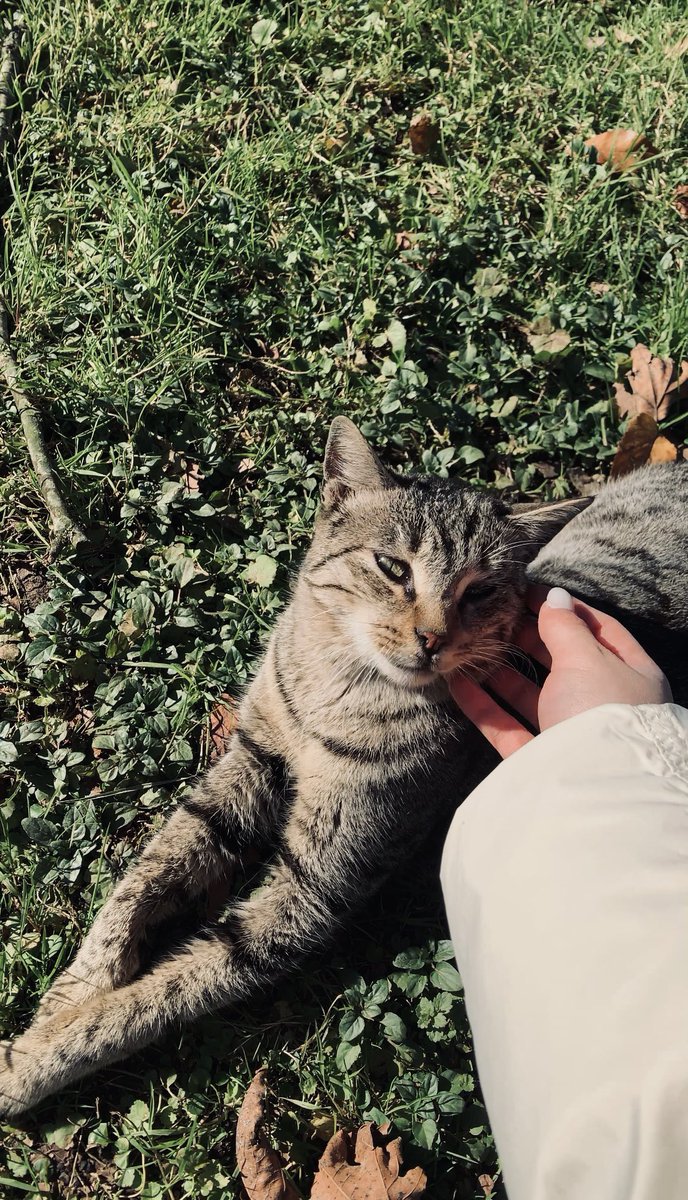 ourlunaa's tweet photo. منو پیشیِ نمکی🐈💘✨ https://t.co/X8s56NDSRK