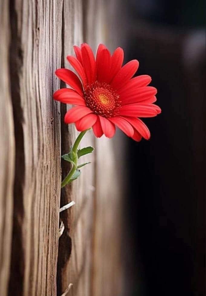 ہم نے ہر شخص کو احترام کے قابل سمجھا۔۔✨😊
کسی کے دل ❤️ میں کیا ہے خدا جانے۔۔✨💯🔥