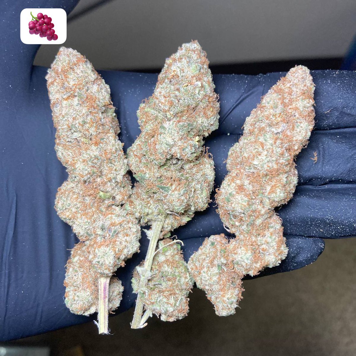 2424_weed's tweet photo. この中の超極上💐10gを10人にプレゼントします🎁

合計100g💯🎁

tele  ch
https://t.co/lzFNDVfHkb

signal ch

https://t.co/SSuXzmZwJu

２つのチャンネル登録完了の人が貰えます🎁

本物吸いたい人いますか？ https://t.co/P5fL292vqW