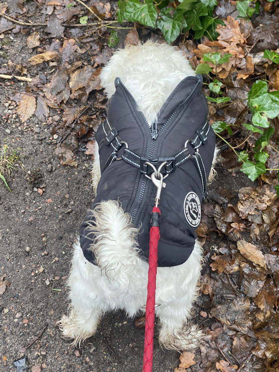 Von wegen…

Schwarz mach überhaupt nicht schlank 🙄

🐩🐕‍🦺🧥

#TwitterRudel #SkippiBarkow #SchnauzerGang #Schnauzer #DogsOfTwitter #Dogs 🐕