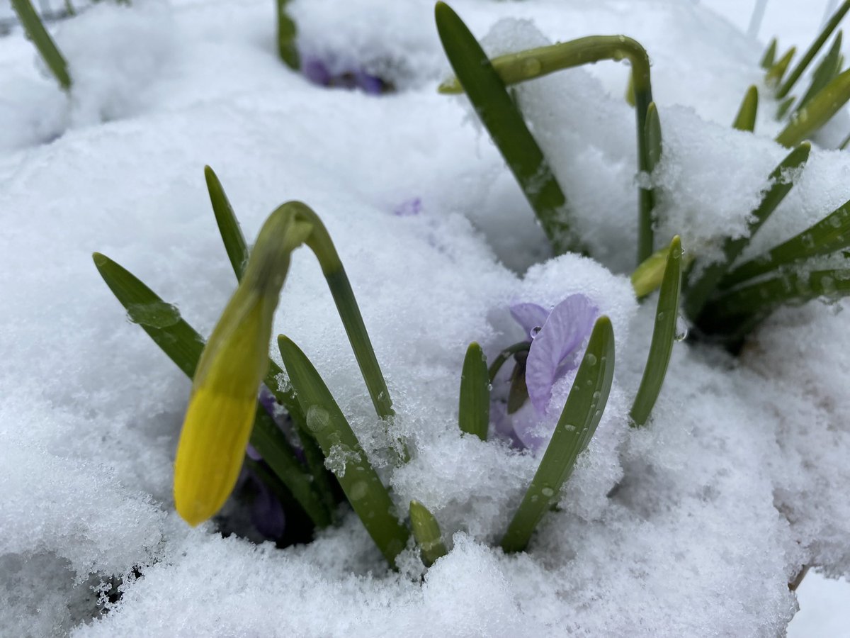 🌱Somewhere in the garden tweet media