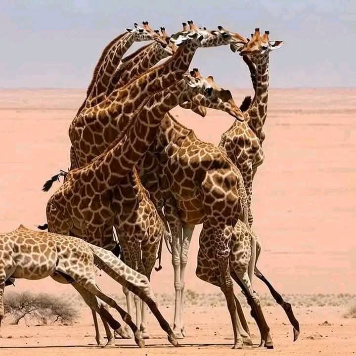 Gureny's tweet photo. What do you see? https://t.co/xEPyUwTnXG