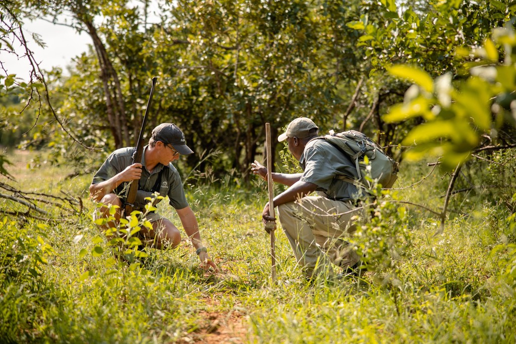 KapamaReserve's tweet photo. Step off the beaten track & experience nature on a whole new level with our guided bush walks. On foot, youโll find yourself immersed in the subtle rhythms of the wild. Itโs a rare chance to connect more closely with the landscape
#bushwalk #nature #safari
https://t.co/0HLU5LaJTu https://t.co/TbLaxVz8bo