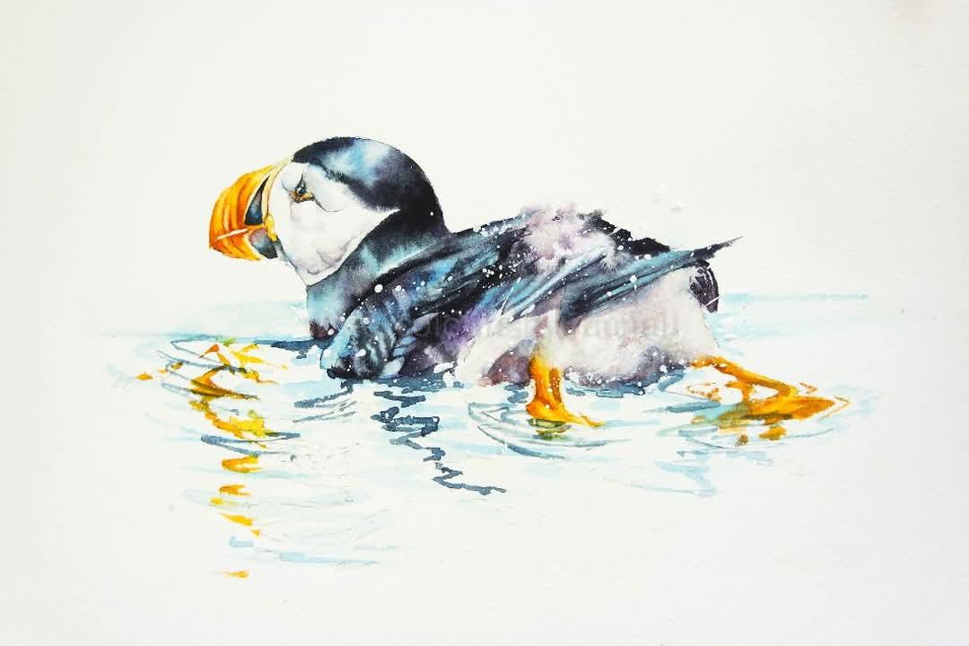 What a night! We had heavy rain, so much so it meant my daughter couldn't get home through the floods. Other places are dealing with snow and ice.

Wherever you are I hope you're safe ....

Happy Sunday x

#watercolour #painting #floods #WeatherAlert #puffin #art #seabirds #swim