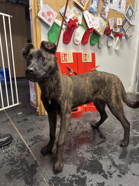 AdoptionsUk's tweet photo. Please retweet to help Shep find his owner or a rescue shelter space, stray/abandoned puppy #ENGLAND South #UK AT RISK OF EUTHANASIA‼️‼️ 
Sadly another puppy in the pound, he's a Belgium Shepherd about 5 months old. He is chipped so hopefully he has a family looking for him. This handsome puppy will only be kept in the pound until 9 January. He will then be at risk of euthanasia.  He need a rescue space by then if not claimed. If you are a rescue that can help Shep please contact Gill Atmeare or Ruth Johnson, Jacobs Pound Dogs IN THE LINK BELOW  Contact on facebook  👇 https://t.co/ng6hRIihQs…… 

#dogs #dog #Staffy #adoptdontshop #Rescuedogs #animals #pets @MissingPetsGB @DogLost_UK @millypod1 @LisaClareRead2 @Nightowl400 @SeniorStaffy  @LisaClareRead2 @AllDogsMatter @themayhew @DannyVet @APDAWG1 @PeterEgan6 @gsrescueelite @LurcherSOS #Malinois #BelgiumShepherd #GermanShepherds