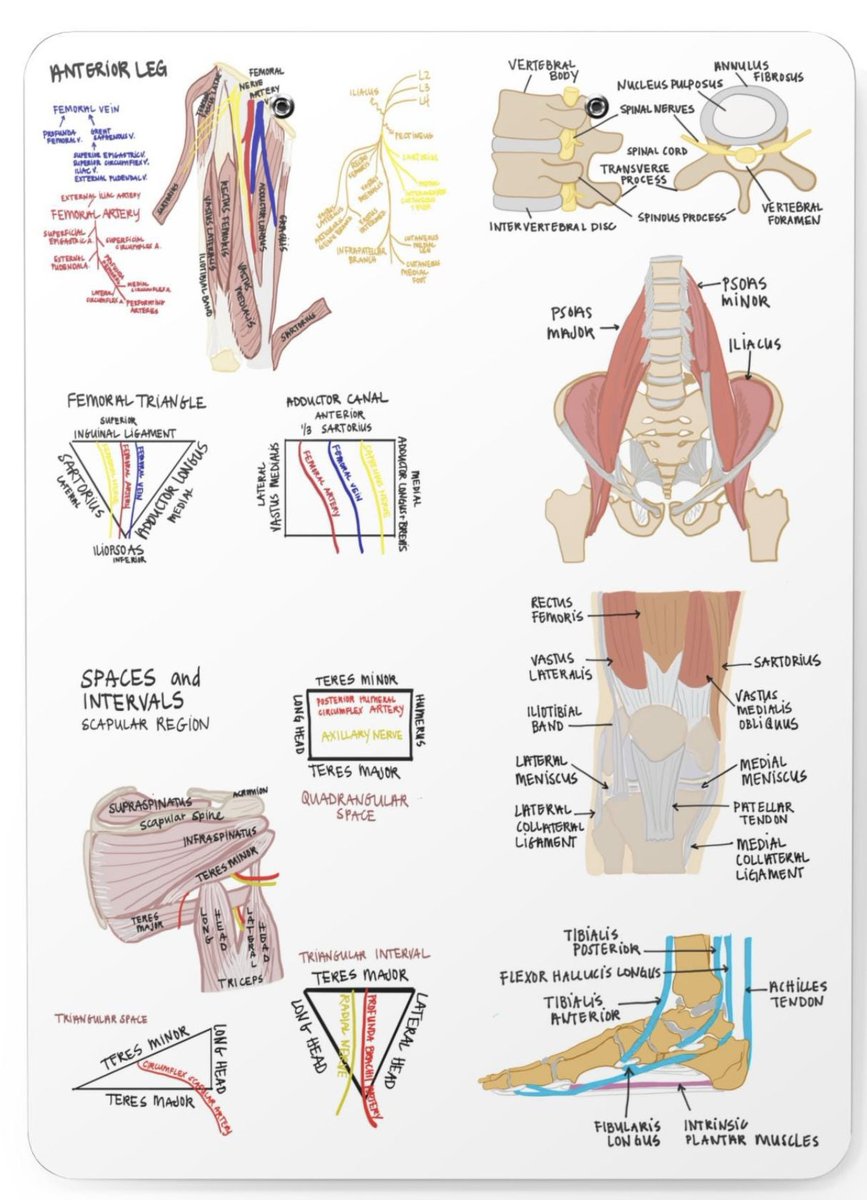 MoAImam's tweet photo. Important muscles to remember. https://t.co/5bO221yThu