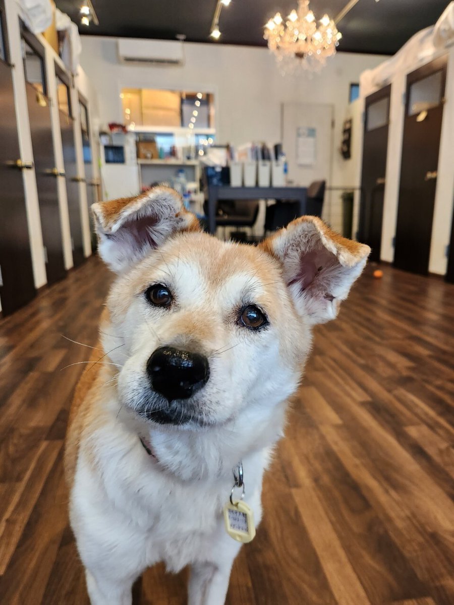 【#里親募集】「元気なおばあちゃん（マロンちゃん）」#千葉県 #市川市 - 犬の里親募集(443414) :: ペットのおうち pet-home.jp/dogs/chiba/pn4… #保護犬 #保護犬を家族に #雑種犬 #中型犬 #中型雑種犬 #犬 #栃木県