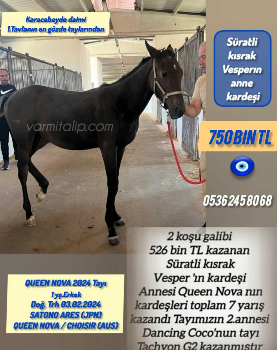 2024 doğumlu #SatonoAres Erkek Tayı Anne:Queen Nova varmitalip.com.tr/index.php?rout… Karacabeyde Daimi #vamitalip #İdmanda #KoşanAtlar #TercihliKısraklar #GebeKısraklar #ArapTaylar #İngilizTaylar #Yearling #ArabianHorses #Stallion #Tjk #Tigem #PansiyonHara #Hipodrom #hara #Çiftlik