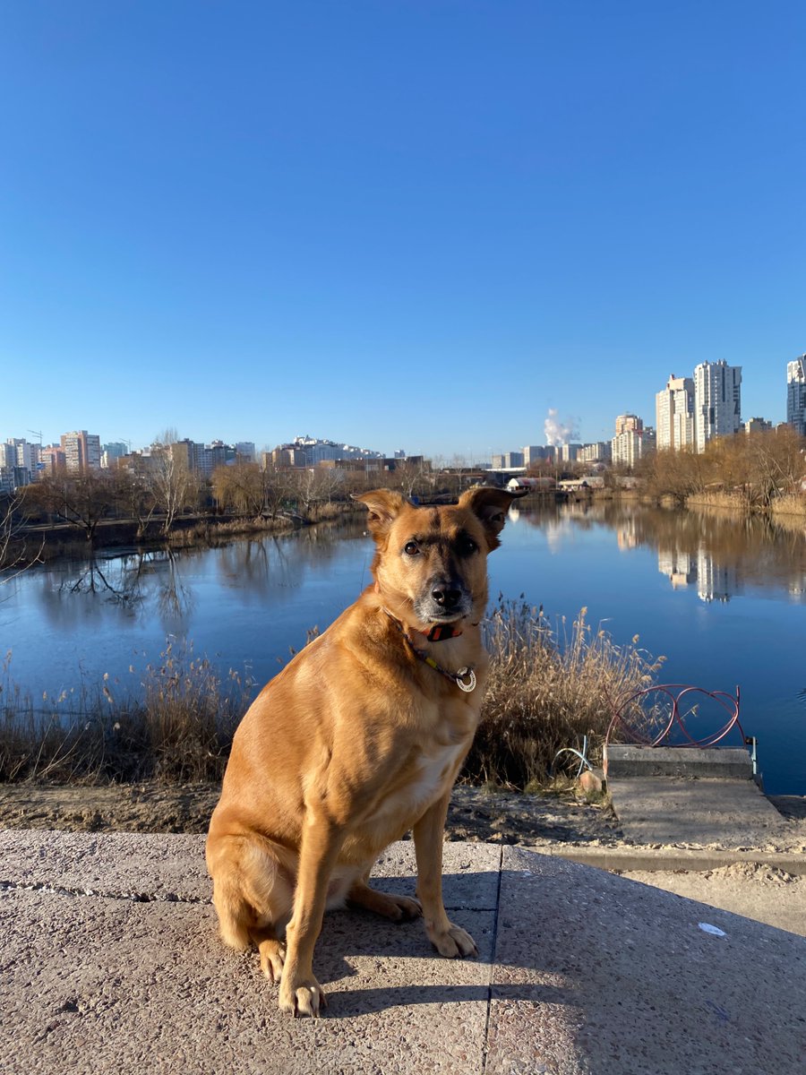 мої красотулі найкращі собачки в світі