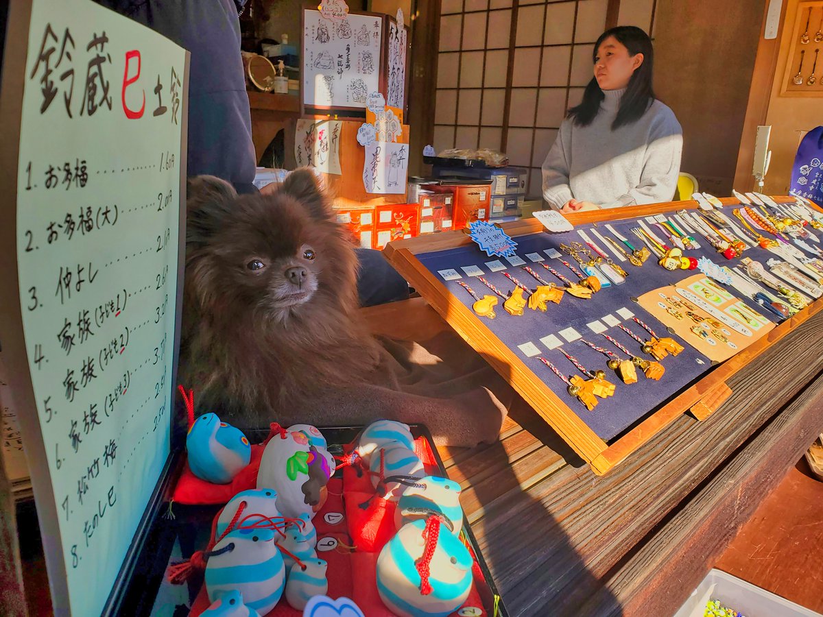 ryan0610's tweet photo. 元旦から本日まで見事に店番をこなしました
触ってくれた方々、大変ありがとうございました
本犬もご満悦です
#ポメラニアン #犬 #pomeranian #dog #チョコポメ #ふわもこ部 #犬のいる暮らし #青梅七福神 #宗建寺 https://t.co/mzdpIqMz4S