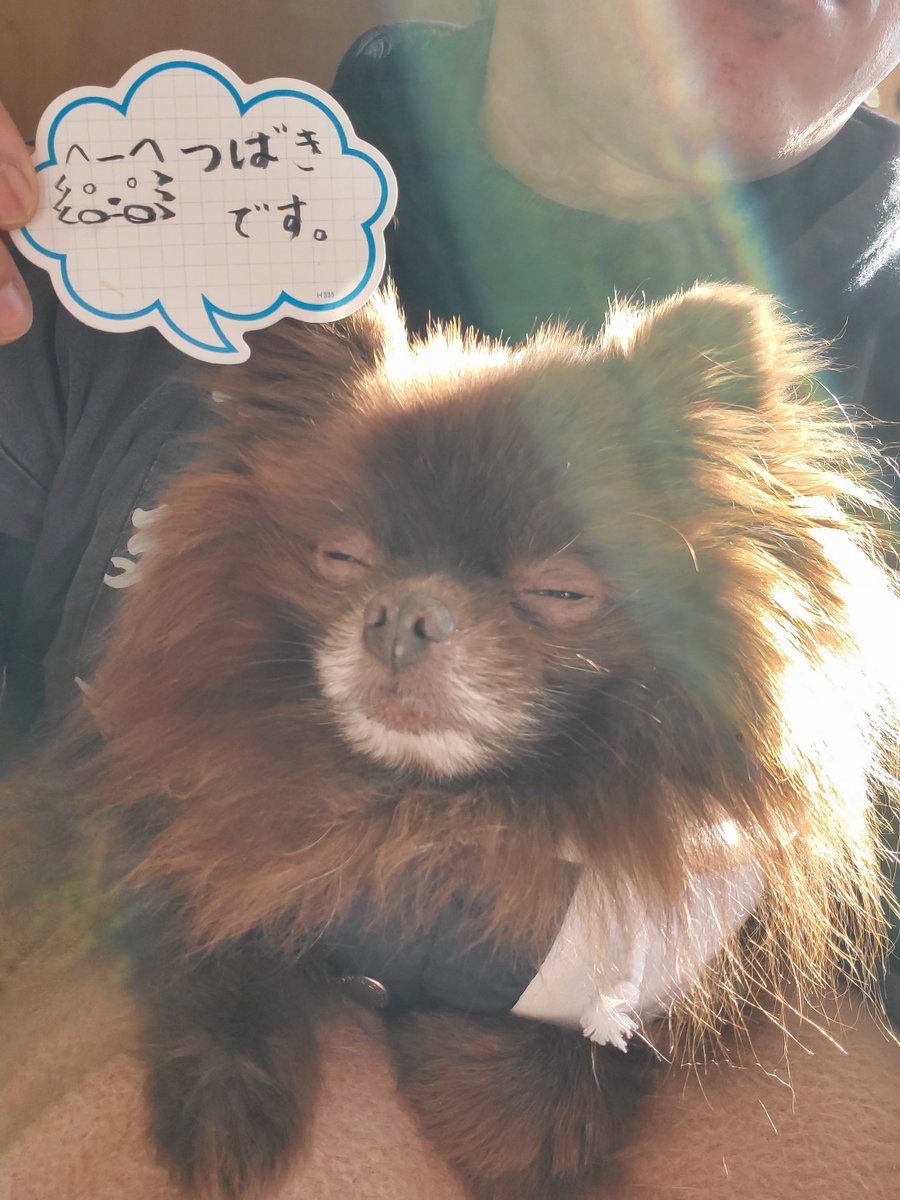 ryan0610's tweet photo. 元旦から本日まで見事に店番をこなしました
触ってくれた方々、大変ありがとうございました
本犬もご満悦です
#ポメラニアン #犬 #pomeranian #dog #チョコポメ #ふわもこ部 #犬のいる暮らし #青梅七福神 #宗建寺 https://t.co/mzdpIqMz4S
