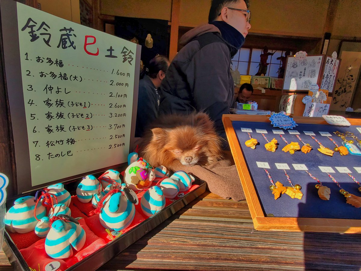 ryan0610's tweet photo. 元旦から本日まで見事に店番をこなしました
触ってくれた方々、大変ありがとうございました
本犬もご満悦です
#ポメラニアン #犬 #pomeranian #dog #チョコポメ #ふわもこ部 #犬のいる暮らし #青梅七福神 #宗建寺 https://t.co/mzdpIqMz4S