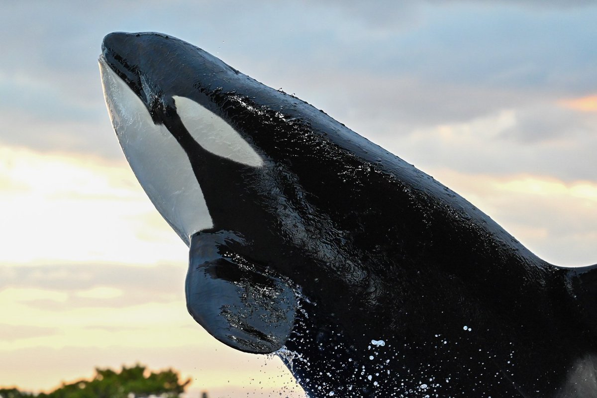 月待🐬Tsukimachi tweet media