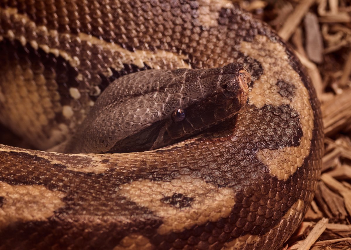lowbassphotog's tweet image. All those warm tones... #bloodpython #photography #wildlifephotography #animalphotography #python #snake #reptile #reptilephotography #herpetology #naturephotography #wildlife #naturecaptures #herping #wildlifephotos #wildlifephoto #apppicoftheweek #canonfavpic #captureone