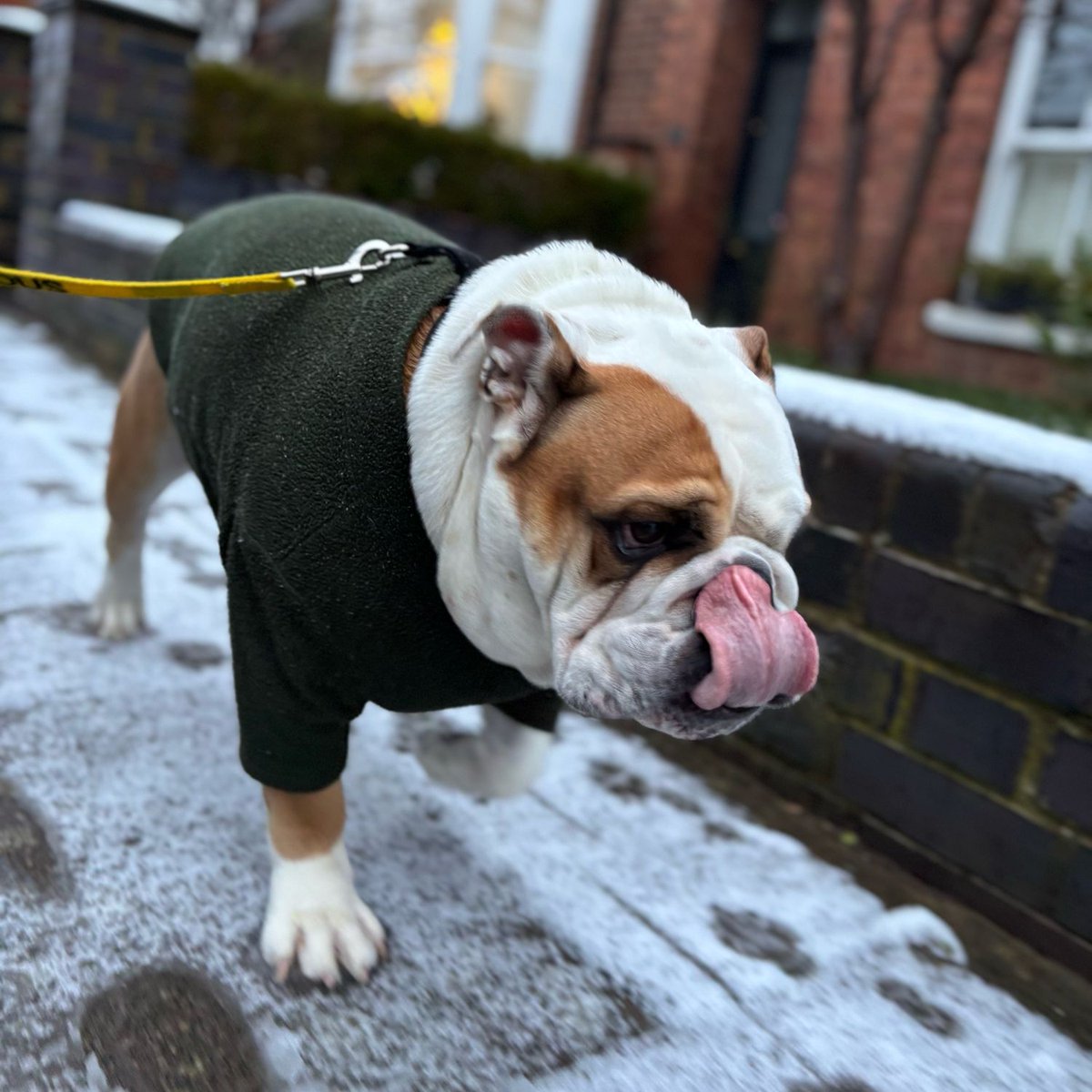barney_bulldog's tweet photo. Happy #SnowSunday ❄️⛄️ we’ve not had much,  but lots of concentration to make sure I didn’t slip over on my morning walk - keep warm everyone!! 🐶🐾❤️ Barney #BarneyTheBulldog #DogsOfTwitter #DogsOfX #DogsOfIG #DogsOfFacebook #Bulldog #EnglishBulldog #Snow #Sunday #Winter https://t.co/GSu3Dk3DB0