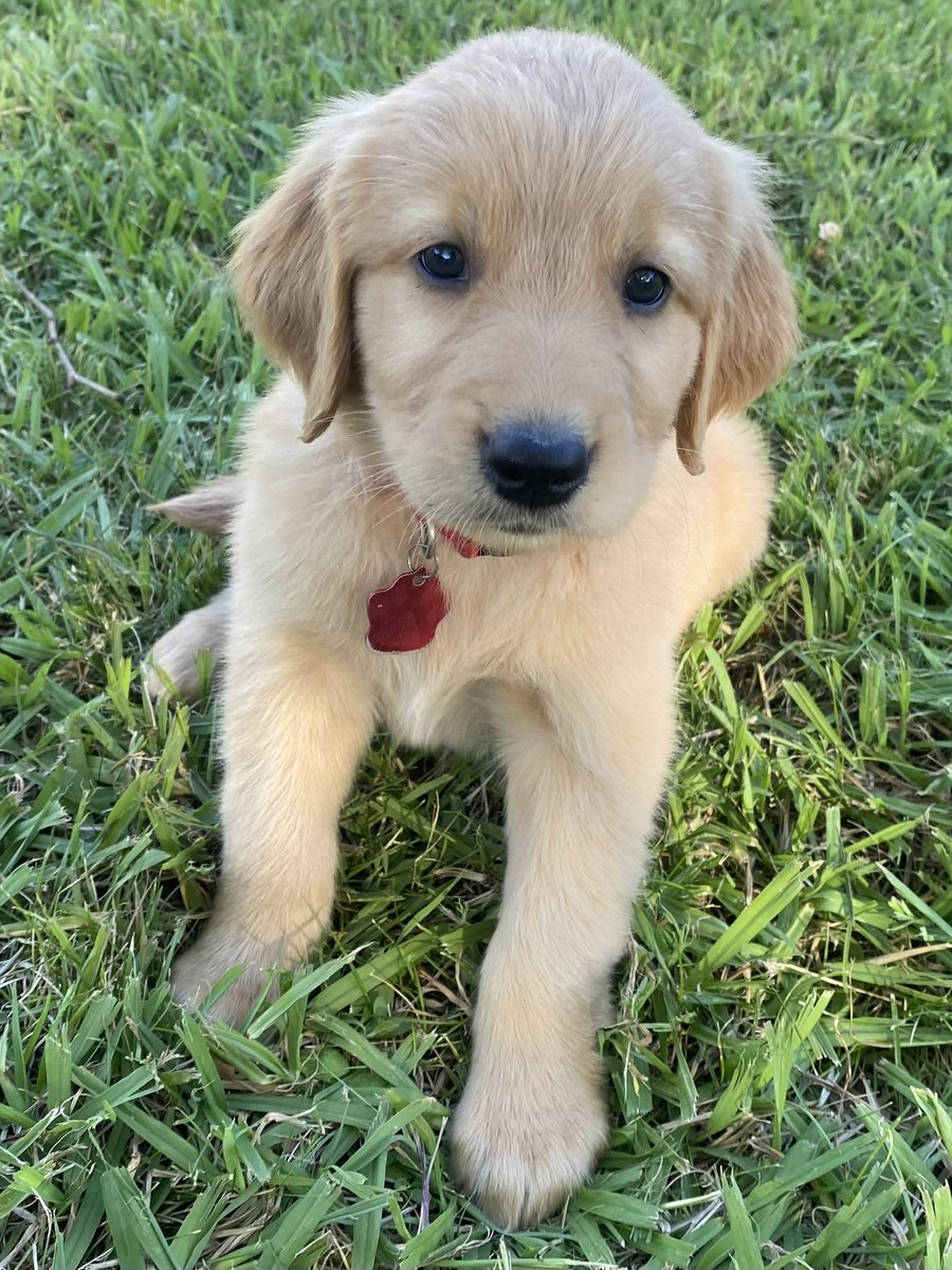 TheRealRicSJ's tweet image. my best boi Luke, 8 weeks old (in 2022) #positivecontent #zelena