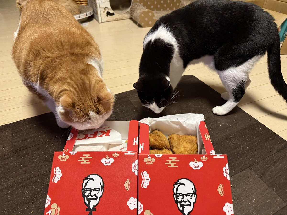 しっしー🐾@動画で地方創生ときどき猫YouTuber (@studio_singa