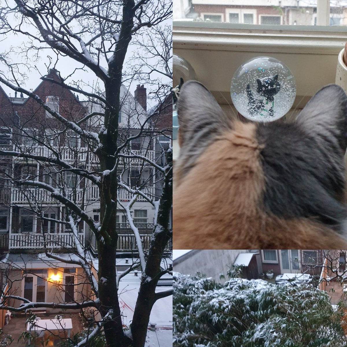 nicoleveijck's tweet photo. #Sneeuw #Amsterdam  #Siepie &amp; #Luna ❄😻 https://t.co/GAyUiipT7o