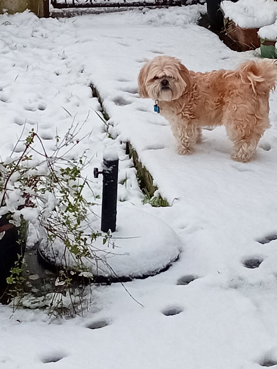 angelacowpe's tweet photo. Not impressed with the snow!βοΈβοΈ π @ThePhotoHour @BBCLancashire #dogsinthesnow https://t.co/pjPhfV5m25
