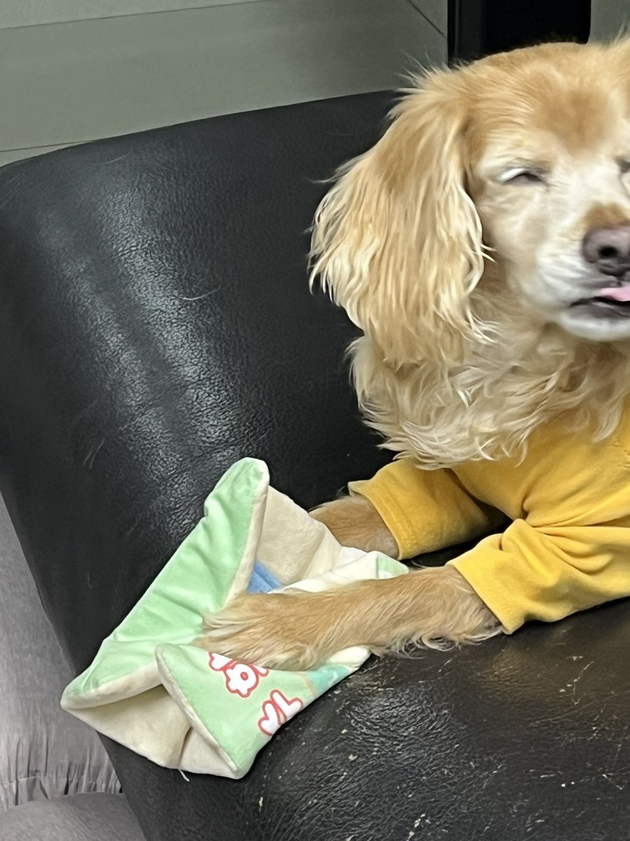 cookieand_'s tweet photo. 다이소 갔다가 노즈워크도 되는 바스락 장난감 2000원이길래 한 번 사 봤는데 새삥이라면 다 좋아 강아지라 너무 좋아함 책 먹는 쿠키가 되 https://t.co/NdxrHR6jYL