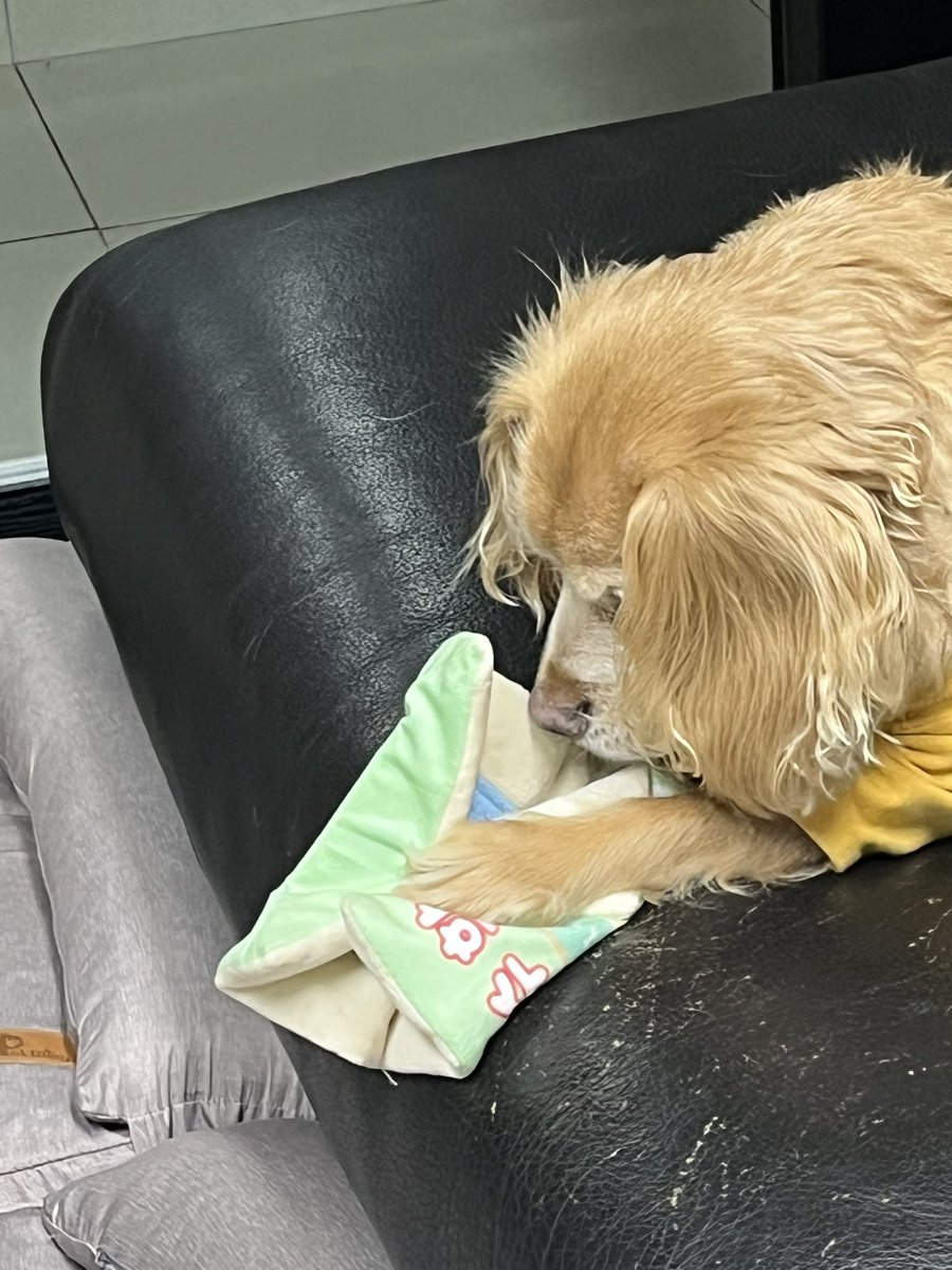 cookieand_'s tweet photo. 다이소 갔다가 노즈워크도 되는 바스락 장난감 2000원이길래 한 번 사 봤는데 새삥이라면 다 좋아 강아지라 너무 좋아함 책 먹는 쿠키가 되 https://t.co/NdxrHR6jYL