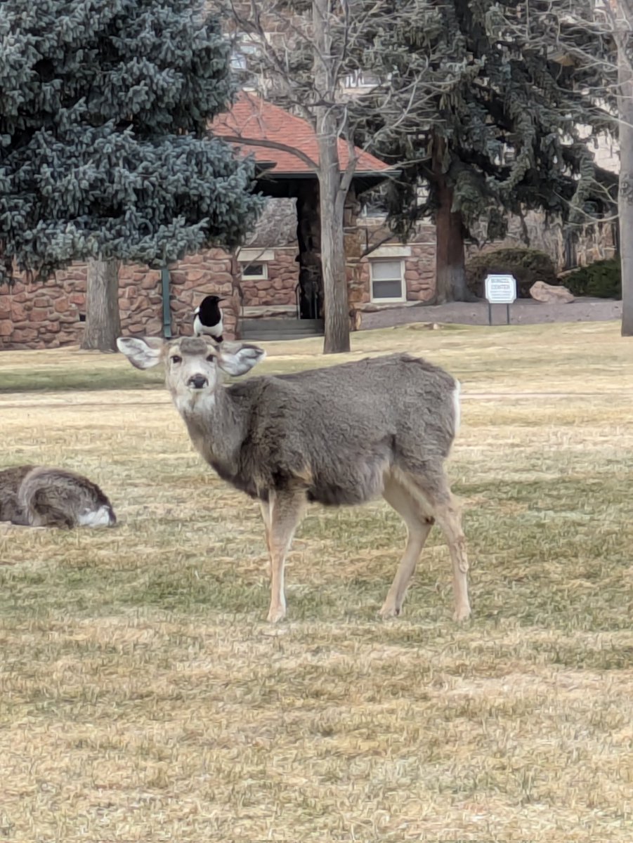 ShinKajiVT's tweet photo. Here's a deer and a bird https://t.co/YVE5AL6RWx