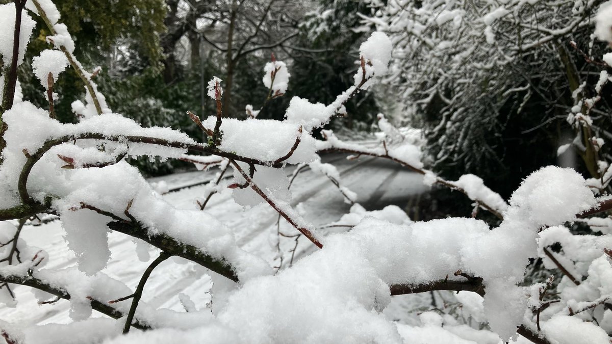Tree branches laden with snow in North Yorkshire