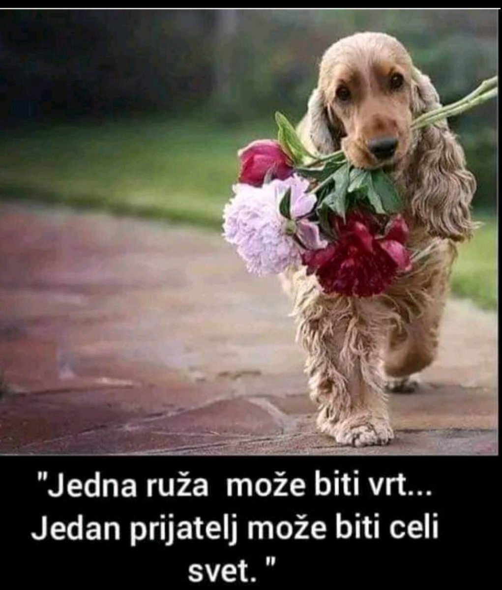 ManjevicMilena's tweet photo. @pavlovicr596 https://t.co/YUjpMvkhZ3