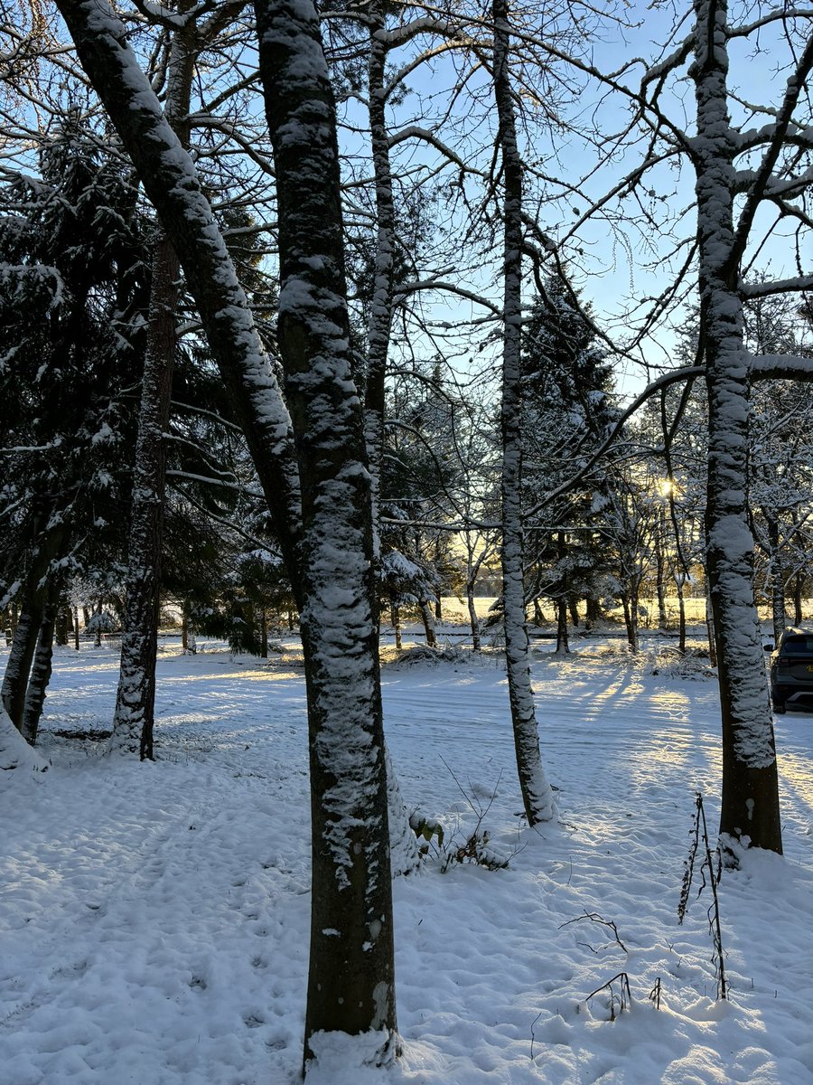 It’s so peaceful and quiet walking in the snow at sunrise - looks like Narnia !
