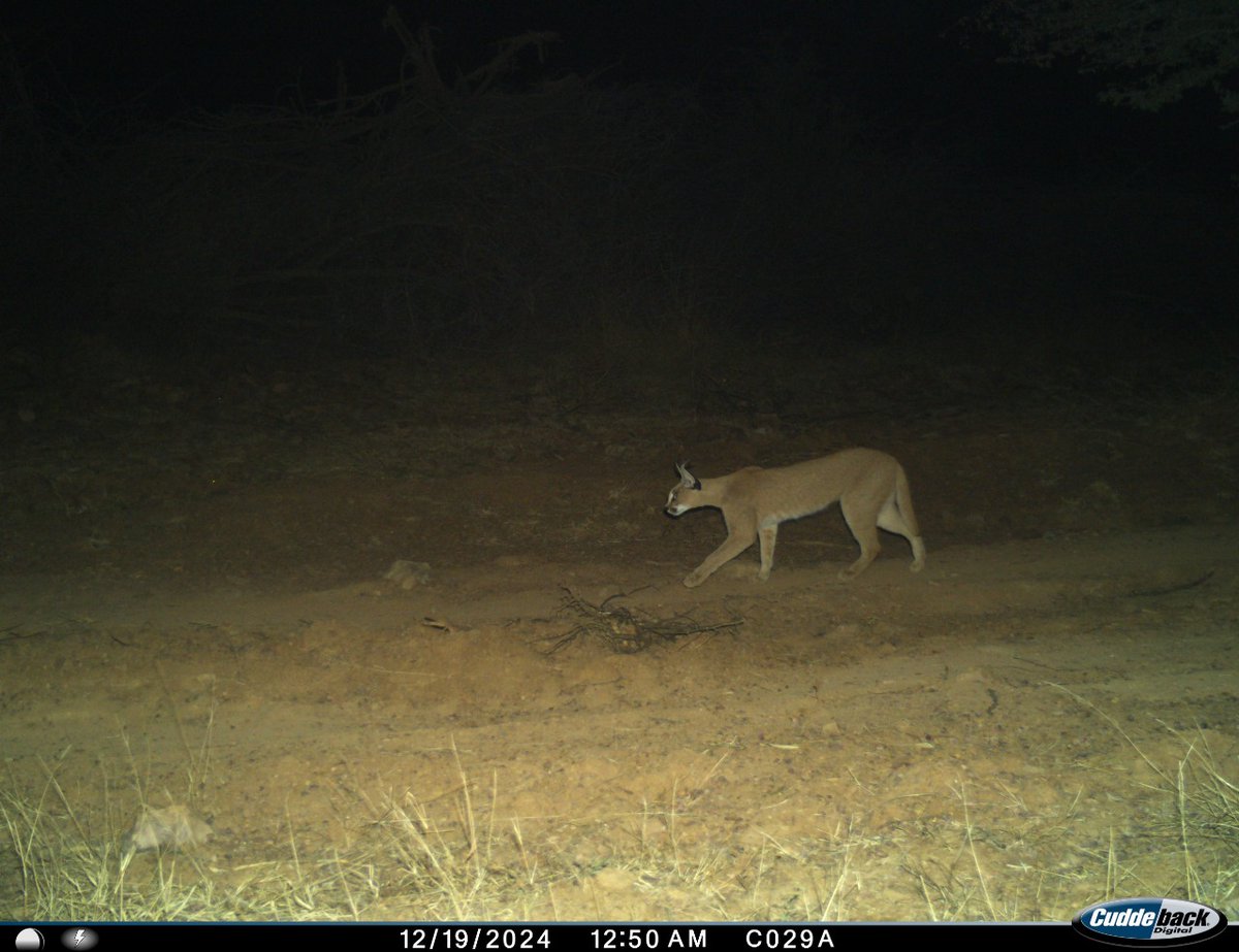 timesofindia's tweet photo. Rare caracals seen at #Rajasthan’s Ramgarh Vishdhari Tiger Reserve
More details 🔗 https://t.co/x9xPkKT2LJ https://t.co/Ib6MCNlXDO