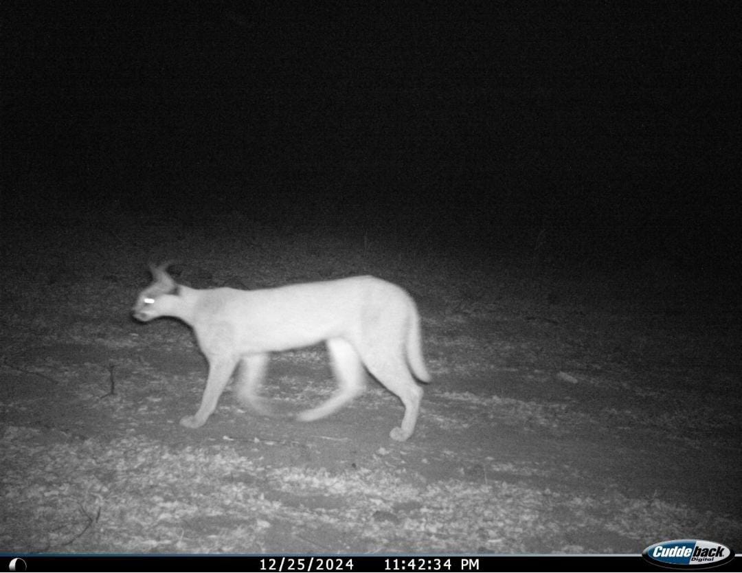 timesofindia's tweet photo. Rare caracals seen at #Rajasthan’s Ramgarh Vishdhari Tiger Reserve
More details 🔗 https://t.co/x9xPkKT2LJ https://t.co/Ib6MCNlXDO