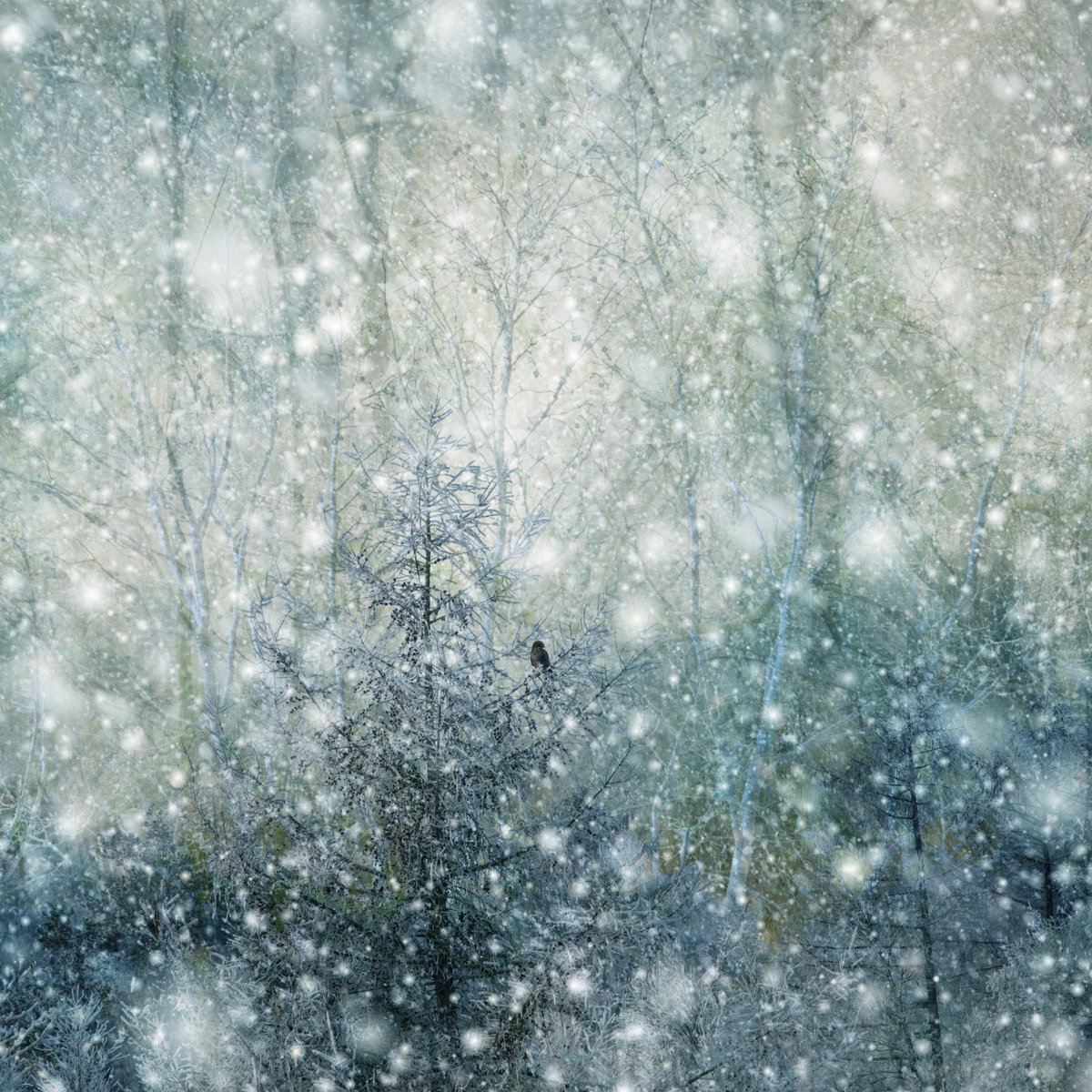 SaskiaBoelsums's tweet photo. Winterochtend https://t.co/ogHP2rbKjo