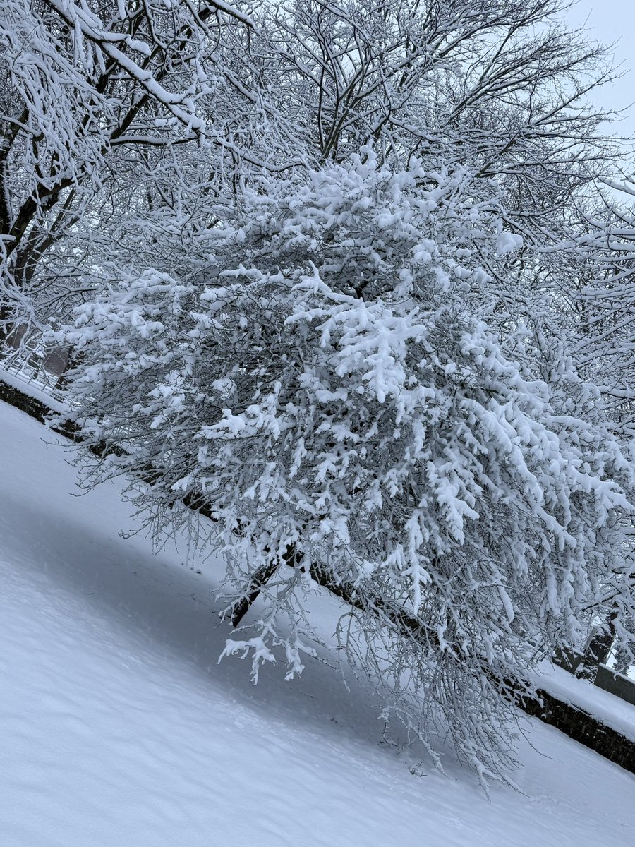 Dougs1086's tweet photo. Snowy ❄️☃️❄️ https://t.co/Aw0QKA0hzj