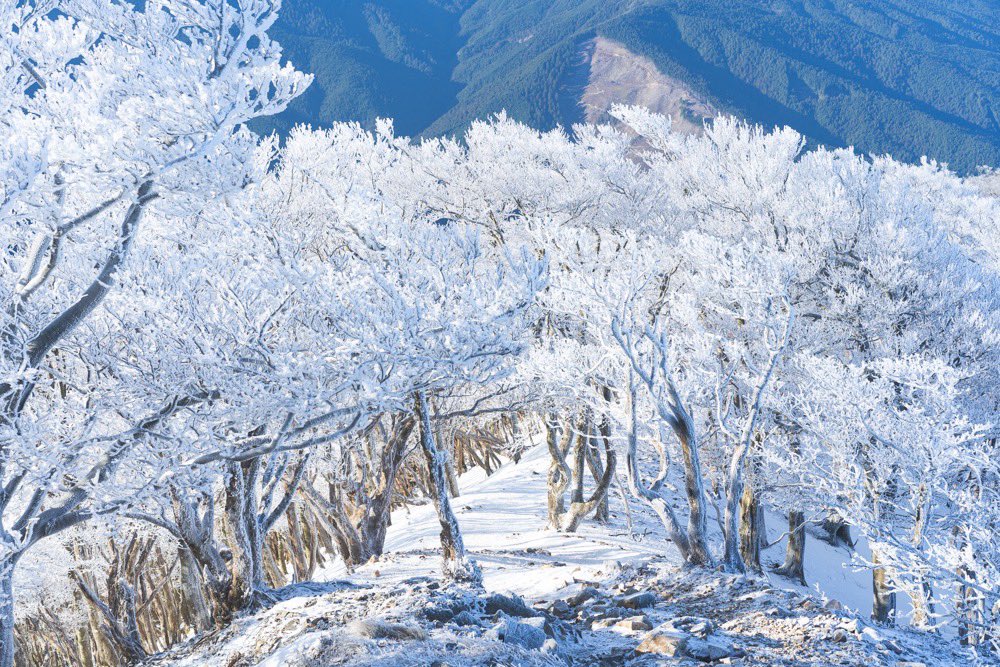 HAJIME_mountain's tweet photo. 2025.01 高見山
霧氷を見に奈良県と三重県にまたがる高見山へ
山頂付近の霧氷が素晴らしかった
行ってよかった https://t.co/KkSnZeg2oH