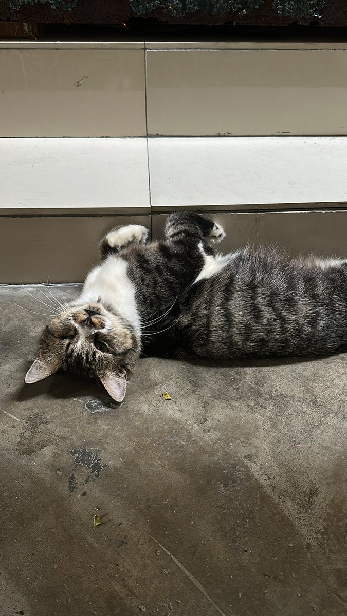 rabiatulrose_'s tweet photo. There’s this one “blind sebelah” cat kat kawasan rumah ni. We all love him cuz he’s cute &amp; manjaaa sangatt. Nak bela kat rumah baru nanti, but we all resdung 😭 how do we leave him once we all pindah nanti 🥲 dari kurus jadi gemokkk https://t.co/lRpS0QbMFC