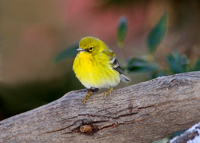 trinityoaksccrc's tweet photo. Today we celebrate National Bird Day! A special thank you to our talented resident, Dave Powell, for capturing the beauty of our feathered friends through his stunning photography. Let's take a moment to appreciate the diversity and wonder of birds around us. https://t.co/a62PQptlmX