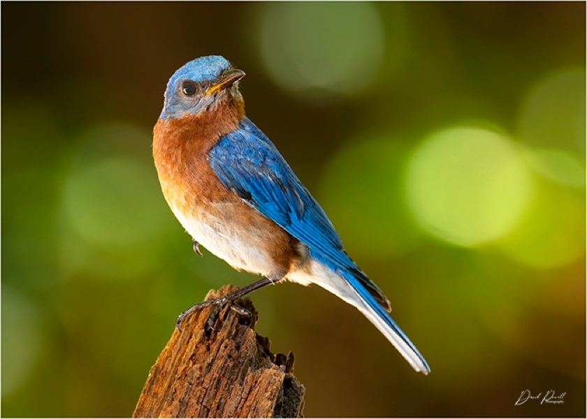 trinityoaksccrc's tweet photo. Today we celebrate National Bird Day! A special thank you to our talented resident, Dave Powell, for capturing the beauty of our feathered friends through his stunning photography. Let's take a moment to appreciate the diversity and wonder of birds around us. https://t.co/a62PQptlmX
