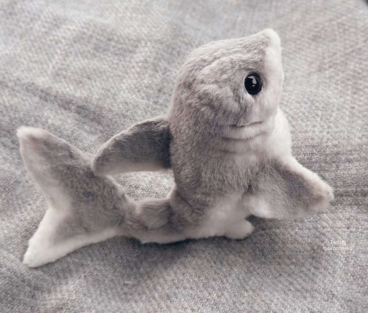 tyairononeko's tweet photo. 新しい子です🦈
この子は小型の陸上サメの一種。乾燥や日光から皮膚を保護するため体表は細かな毛に覆われています。
サメなので後ろヒレで起立したり走ったりすることもできます！
意外と丈夫で人慣れするのでサメ初心者でも飼いやすいらしい…
よろしくお願いします！ https://t.co/LbhGLo3AVM