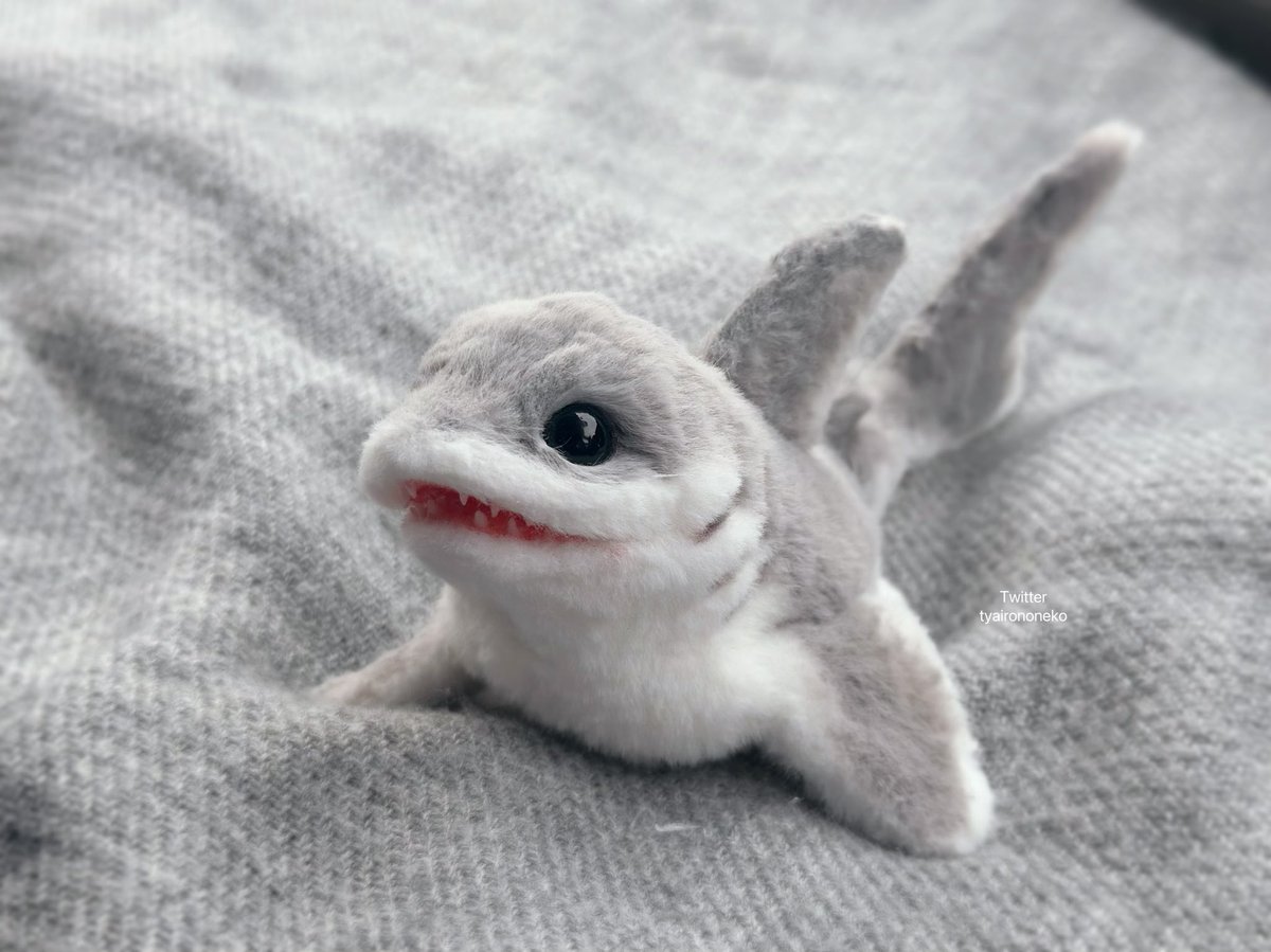 tyairononeko's tweet photo. 新しい子です🦈
この子は小型の陸上サメの一種。乾燥や日光から皮膚を保護するため体表は細かな毛に覆われています。
サメなので後ろヒレで起立したり走ったりすることもできます！
意外と丈夫で人慣れするのでサメ初心者でも飼いやすいらしい…
よろしくお願いします！ https://t.co/LbhGLo3AVM